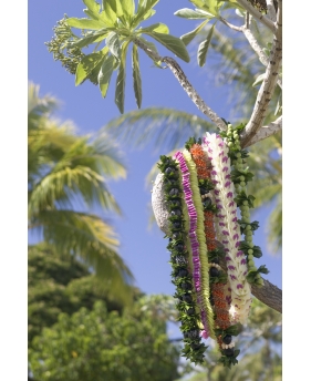 oahu0285_l.jpg